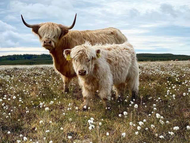 Les belles vaches Highland